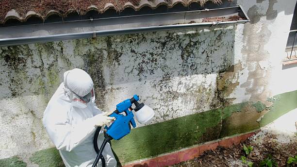 Top rated local Mold Inspection And Testing specialists in Millburn, NJ